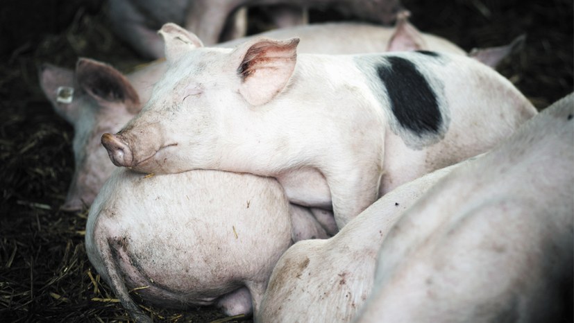 Riesiger Brass bei Schweinehaltern