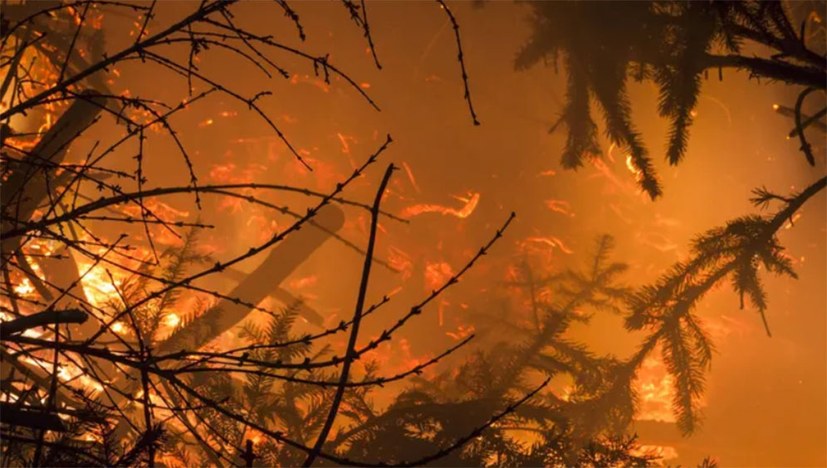 Verheerende Waldbrände – Ausdruck der rasant voranschreitenden globalen Umweltkatastrophe