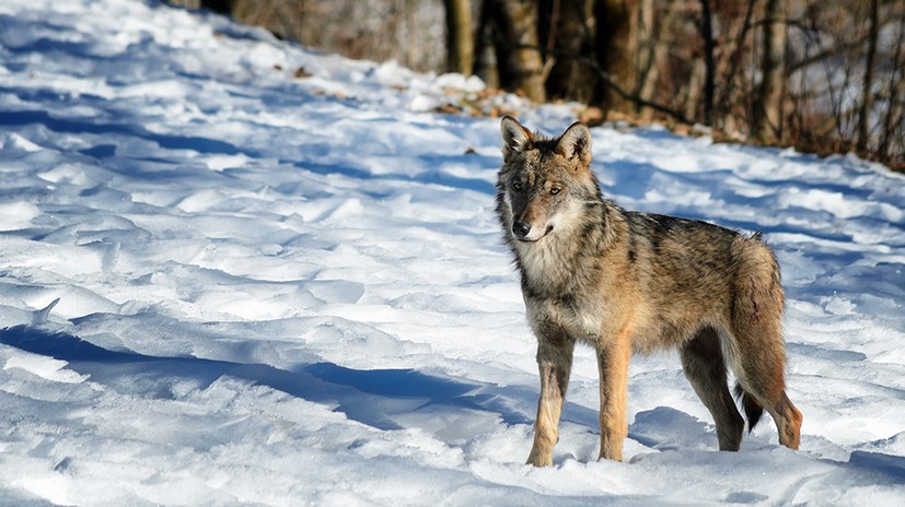 Wer schürt die Angst vor dem „bösen“ Wolf?