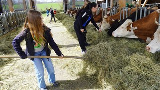 Rotfüchse packen an: Auf dem Bauernhof