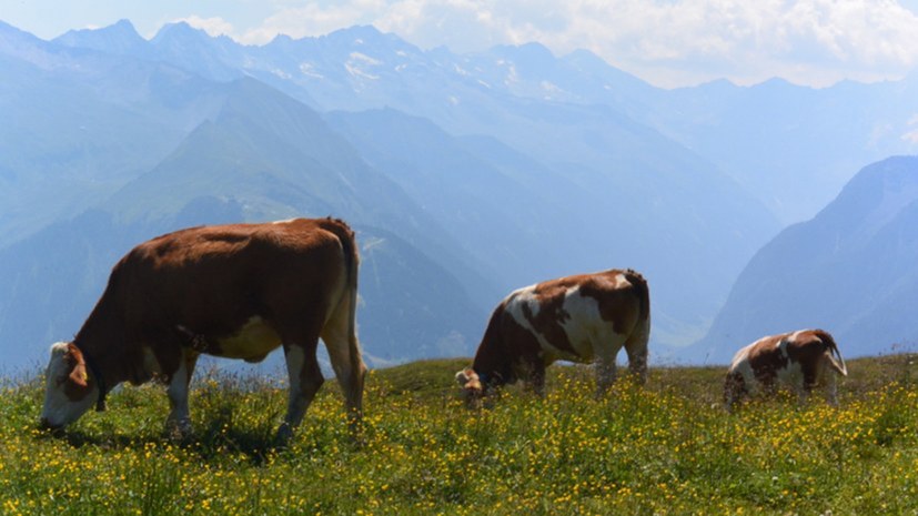 Wie die Kosten für die Tierwohlabgabe auf die Massen abgewälzt werden