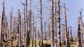 Waldschadensbericht 2023 – Flickschusterei statt Kampf gegen die Ursachen!
