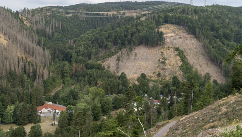 Waldsterben (nicht nur) in Thüringen und die üblen Betrugsmethoden der AfD