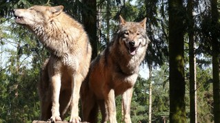 EU senkt den Schutzstatus für Wölfe