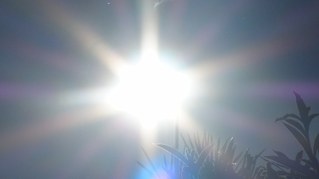 „Todesursache Klimastress“
