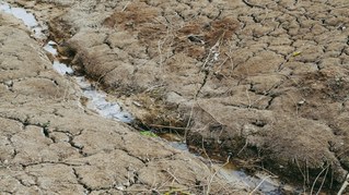 Hitze und Wassermangel werden zum Problem für Natur und Mensch