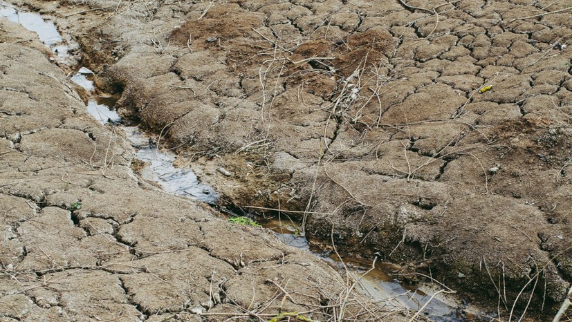 Hitze und Wassermangel werden zum Problem für Natur und Mensch