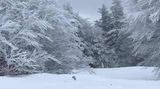 Droht im neuen Jahr ein Schnee-Chaos?
