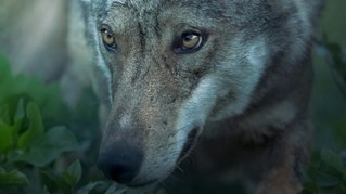 Der böse Wolf des Grauens!