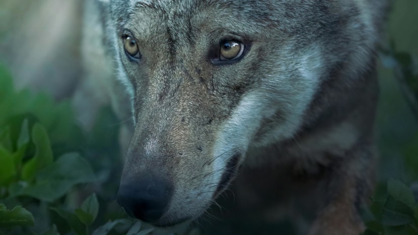 Der böse Wolf des Grauens!