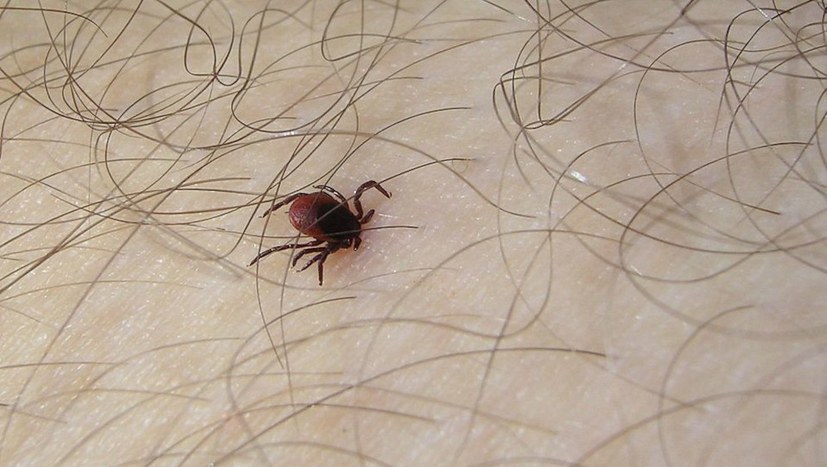 Jetzt über Zeckenschutzimpfung informieren