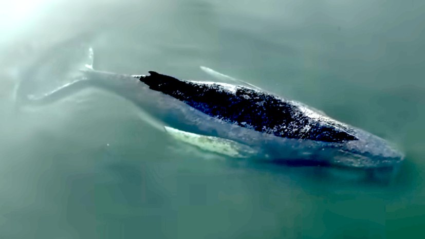 Weckruf für Meeresschutz!