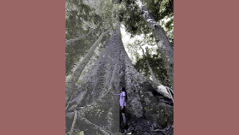 Kamerun-Reise: Zu einem tausendjährigen Baum im Regenwald