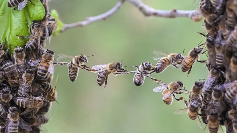 Ein Drittel der heutigen Lebensräume von an Land lebenden Tierarten bedroht