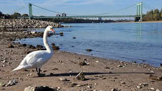 Rhein-Niedrigwasser: Kritische Anmerkungen und Ergänzungen