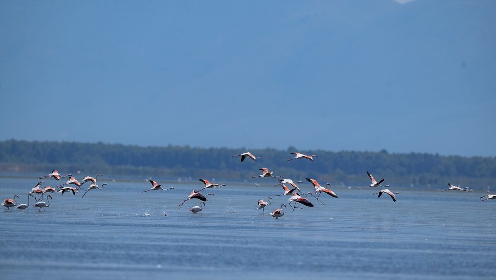 Vogelparadies Narta-Lagune: Trump-Schwiegersohn Jared Kushner will eines der wichtigsten Feuchtgebiete des Mittelmeerraums zubetonieren (foto: Arbenllapashtica (CC BY 4.0))