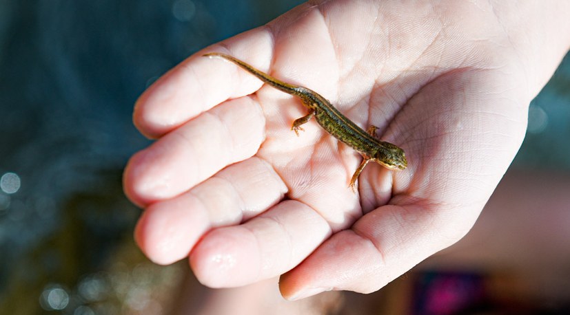 12 190722 Sommercamp Baden Salamander Hg4910.jpg