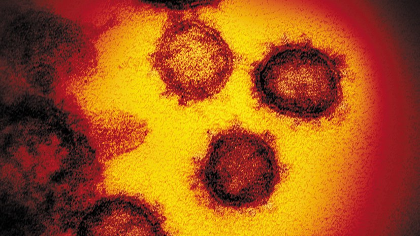 Wie entstand das Coronavirus?