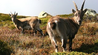 Steinböcke, Rheinmetall und NRW-Hochschulfinan­zierung