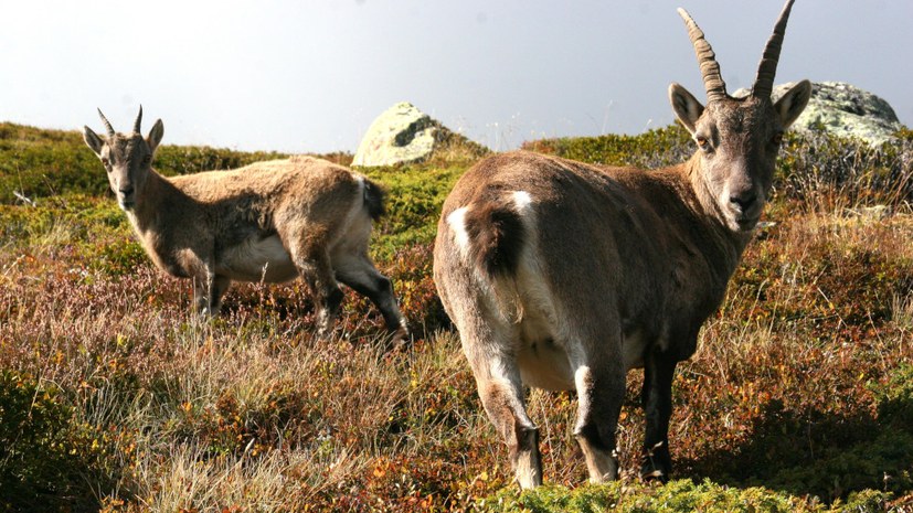 Steinböcke, Rheinmetall und NRW-Hochschulfinan­zierung