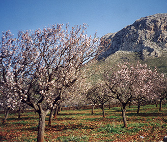 Ferienwohnung Bucht von Alcudia Mandelblüte