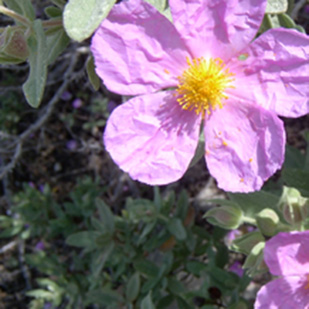 Ferienwohnungen Bucht von Alcudia - Blume