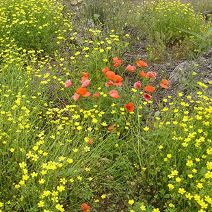 Ferienwohnungen Bucht von Alcudia - Blumenwiese