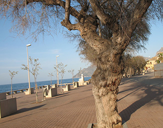 Ferienwohnungen Bucht von Alcudia -  Strand